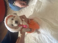 Yavru Köpeğimiz