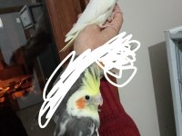 Sultan papağanı ist sancaktepe