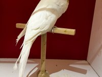 Üst vasıf albino df muhabbet kuşu