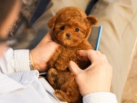 CANA YAKIN KORE TOY POODLE BEBEKLERIMIZ