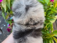 Pomeranian boo micro erkek full şecereli