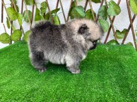 Pomeranian Boo Bebekler