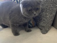 Yuvarlak surat minnoş scottish fold