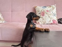 3 aylık erkek doberman şecereli ankara keçiören
