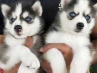 Sibirya Kurdu Husky