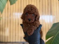 Maltipoo Bebekler Referans Yavrum