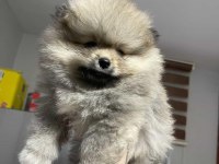 60 günlük pomeranian yavrumuz