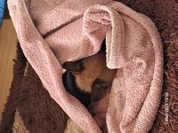 Chihuahua köpeğimiz Dobby için yuva arıyoruz