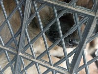 Kangal köpeği ve alman kurdu