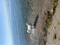 Orjinal anne baba şecereli annenin babanın samoyed yavrusu