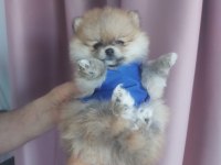 Pomeranian boo erkek a kalite