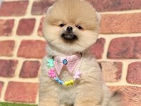 Safkan Pomeranian Boo Bebekler