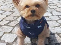 Uyguna Wc Eğitimli Bakımlı Köpeğimiz