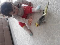 Yerli temiz sağlıklı eğitimli çift sultan papağanı