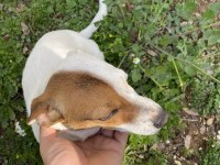 Korsan 8 aylık dişi jack russell