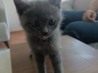 60 günlük bebek dişi british shorthair