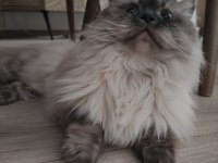 BluePoint British Longhair Dişi