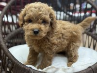 Maltipoo güzellikleri