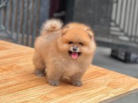 Mersin İçi Pomeranian Yavruları
