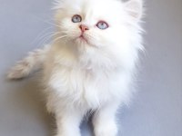 Nadir Bulunan Üstün Irk British Longhair Cy 1233 Point