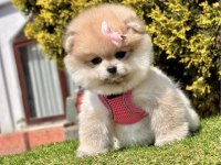DİŞİ YAVRU BOO 2.5 AYLIK OYUNCU POMERANİAN MASKOTUMUZ