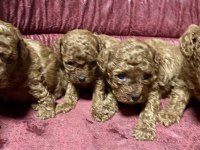 Toy poodle yavrular