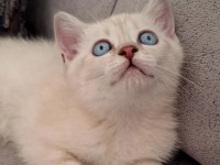 British Shorthair Scottish Bebişlerim