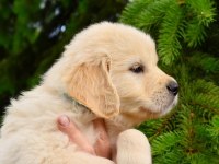 Golden Retriever Adrese Teslim Kapıda Ödeme Yapabilirsiniz