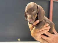 Petmode köpek çiftliğinden dachshund yavrumuz
