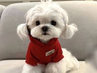 Orjinal Kore Maltese Yavrumuz 