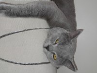 YAKIŞIKLI, GÜZEL HUYLU, SAFKAN (BAKIM) BRITISH BLUE