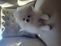 MİNİK POMERANİAN PANDALAR