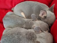 ÜST KALİTE LİLACTAN FRENCH BULLDOG BEBEKLER