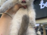 Scottish fold erkek blue point