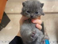 Scottish fold ve Straight GRİ