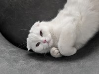 Scottish fold kedimiz 1 yaşında
