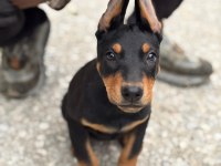 Siyah Doberman Yavrularımız