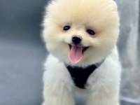 TÜRKİYENİN EN İYİ A PLUS YAVRU POMERANİAN KÖPEKLERİ