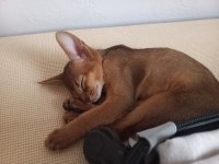SAFKAN HABEŞ KEDİSİ