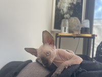 Sphynx yavru