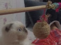 Scottish fold prensesime kalıcı yuva arıyorum