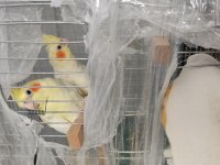 Sultan papağanı çift yumurta garantili