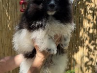 Pomeranian boo bicolor erkek uygun