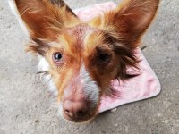 KÖPEĞİMİZ FINDIK KAYIP