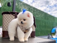 POMERANİAN BOO KÖPEĞİ