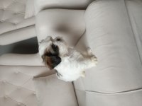 Shih Tzu 2 erkek yavru