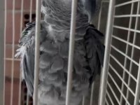 Konuşan jako papağanı