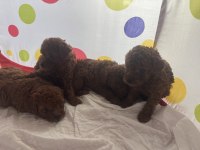 Toy Poodle Bebiş Kedilerimiz
