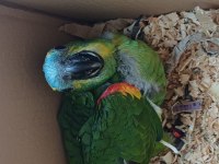 Bebek blue front mavi alın amazon papağanı