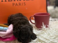 Brown tea cup korea yavrumuz